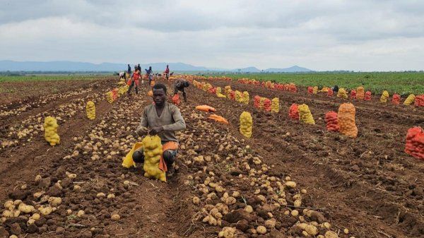 POTENCIAL AGRÍCOLA DA PROVÍNCA