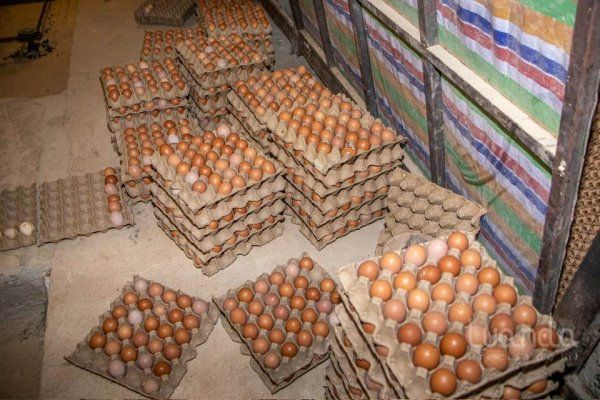 TRABALHO CONJUNTO DESMANTELA IRREGULARIDADES NA ZONA DO  KIKUXI