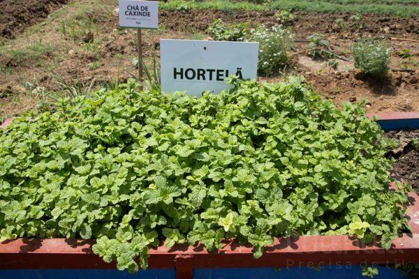 TÉCNICOS DA DIRECÇÃO PROVINCIAL DA AGRICULTURA, PECUÁRIA E PESCAS AVALIAM CAPACIDADE PRODUTIVA DO MUNICÍPIO DE CACUACO