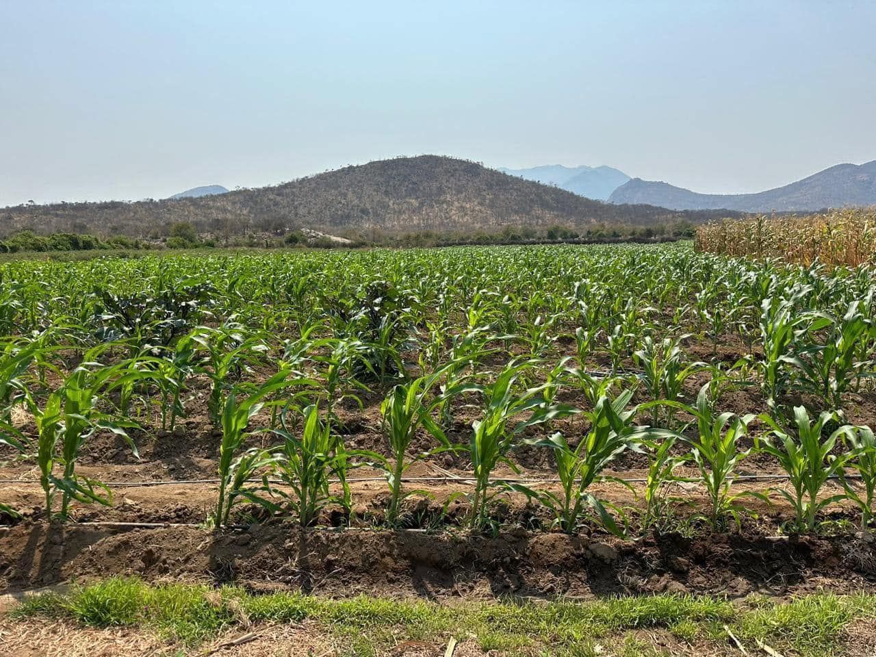 CRESCIMENTO AGROPECUÁRIO