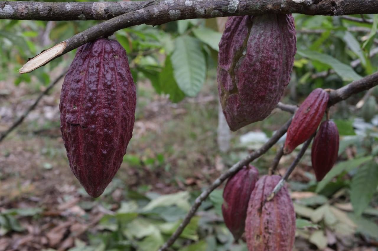 NO TERCEIRO E ÚLTIMO DIA DAS JORNADAS “OS PÉS NA TERRA”, SUZANA ABREU CONSTATA POTENCIALIDADES AGRÍCOLAS E PECUÁRIAS DE BELIZE