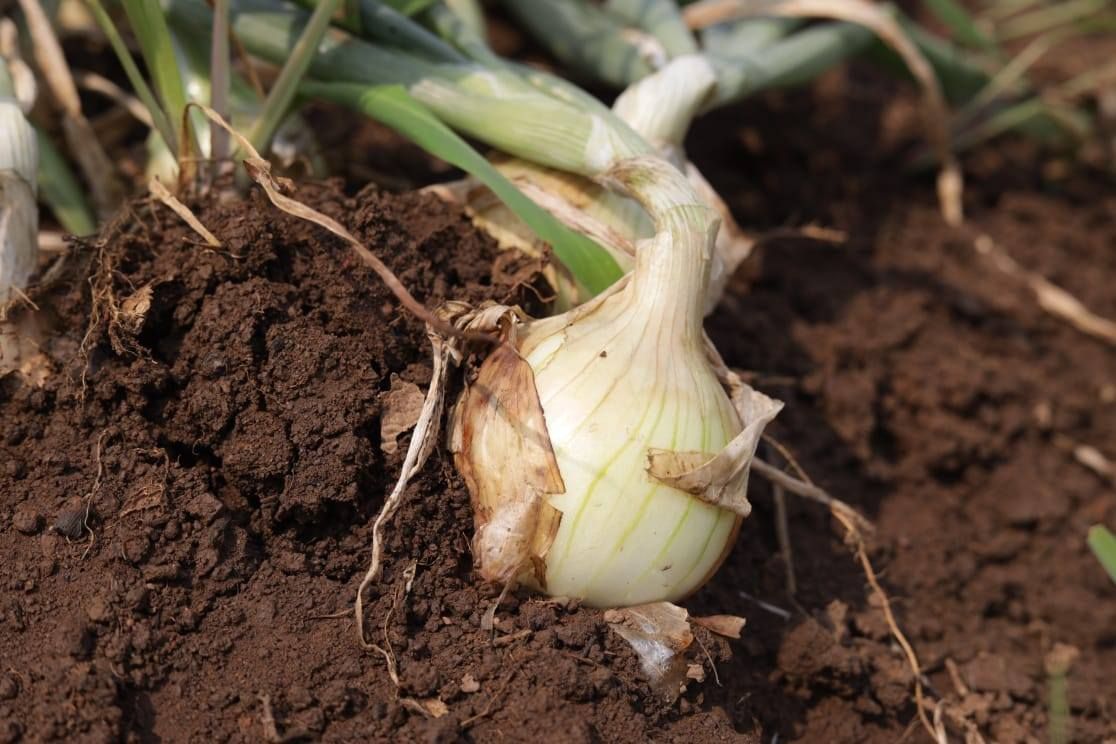 NO SEGUNDO DIA DAS JORNADAS “OS PÉS NA TERRA” NO INTERIOR DE CABINDA SUZANA ABREU CONSTATA POTENCIALIDADES AGROPECUÁRIAS DE MICONJE