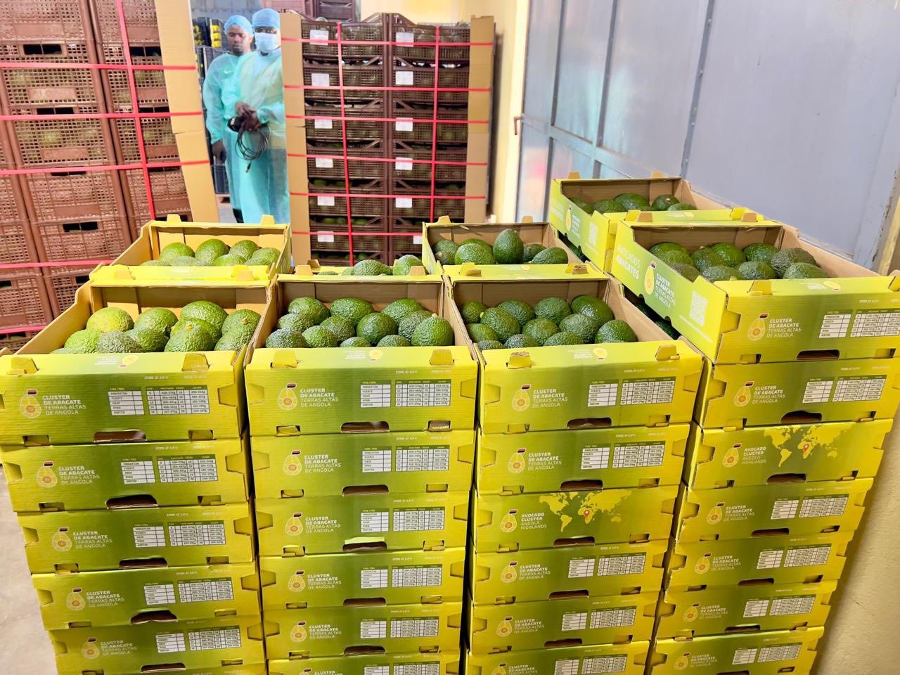 HUAMBO EXPORTA PRIMEIRO CONTENTOR DE ABACATE PARA UNIÃO EUROPEIA